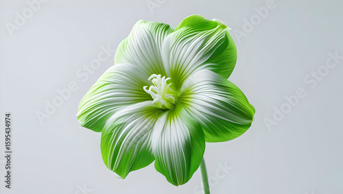 Green and White Flower isolated on transparent background  