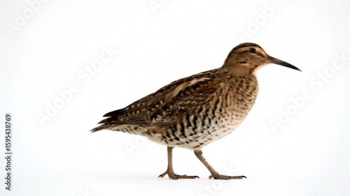 A solitary Jack Snipe bird stands against a stark white background.