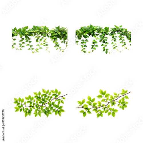 A lush collection of green vines and branches isolated on transparent background