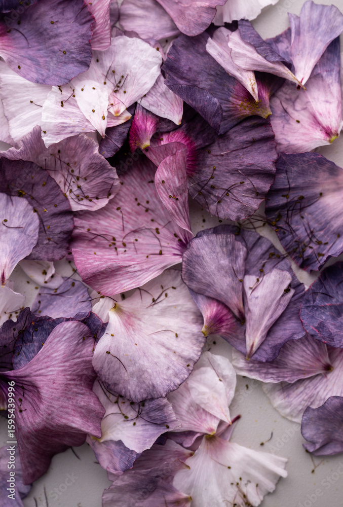 Obraz premium Close up of Delicate Pink and Purple Flower Petals