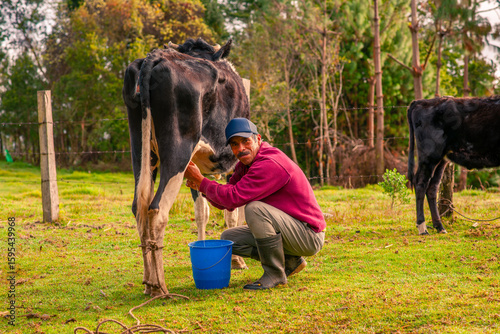 A farmer milks a black cow and extracts milk for his family's consumption. He uses a blue plastic bucket to collect the milk.