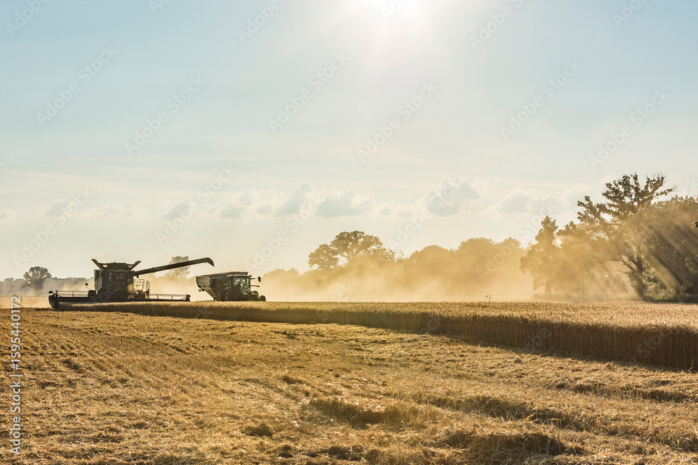 Fototapeta premium A combine and a grain cart harvesting winter wheat.