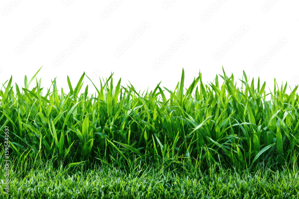 Obraz premium Vibrant grass growth in nature close-up view of green landscape. Isolated on transparent background, png.