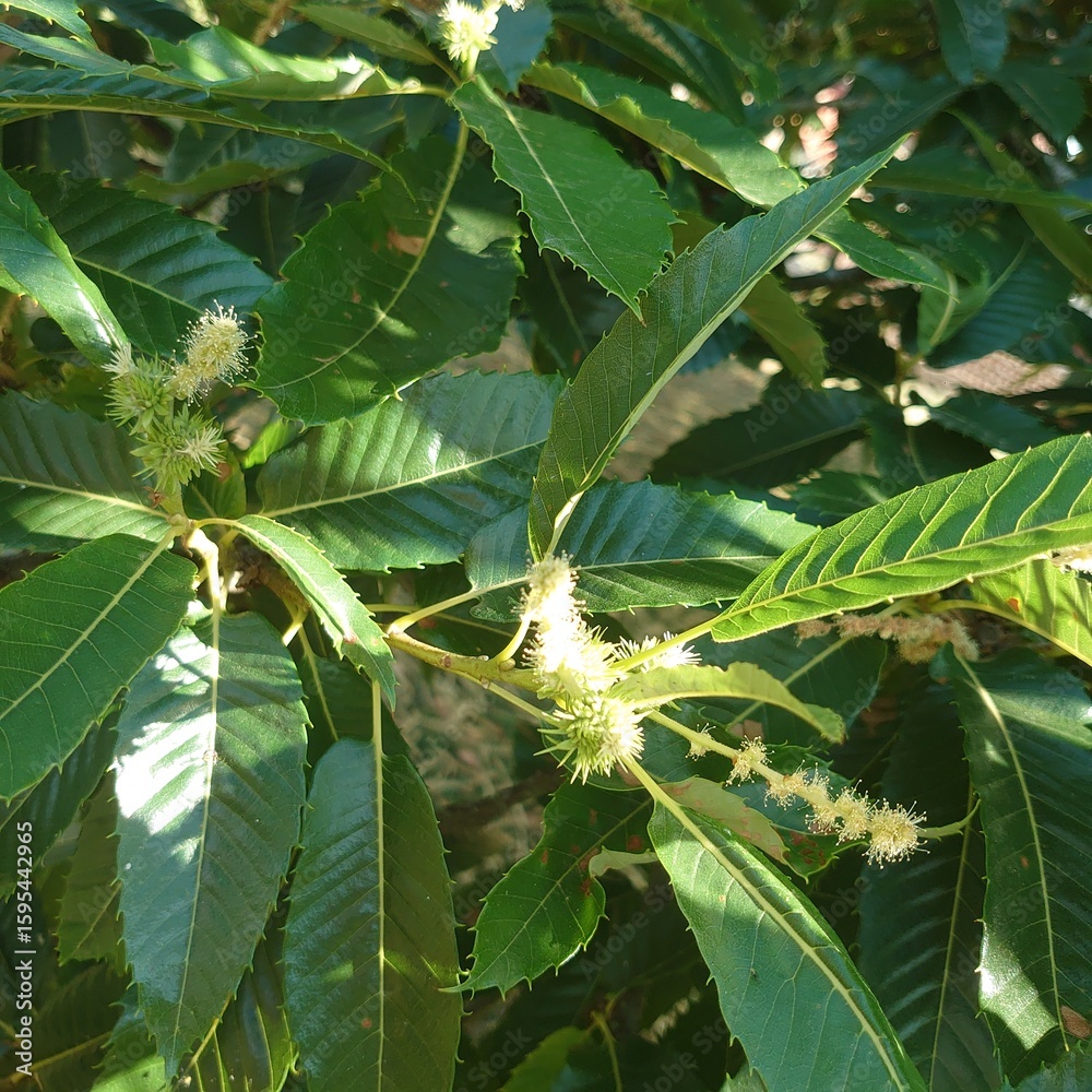 Obraz premium close up of a chestnut