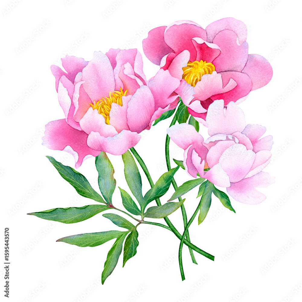 Fototapeta premium Delicate Pink Peonies in Watercolor A Floral Art Composition of Beauty Elegance and Romance Painting