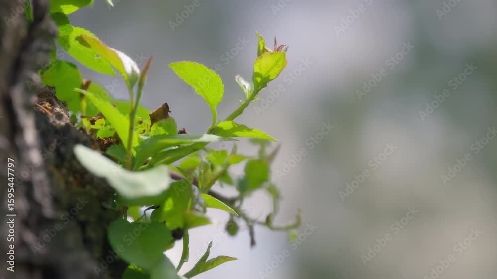 New green leaves growing on a tree in spring New green leaves growing on a tree in spring