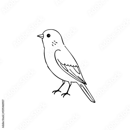 Simple line sketch of a budgie bird standing on a branch  