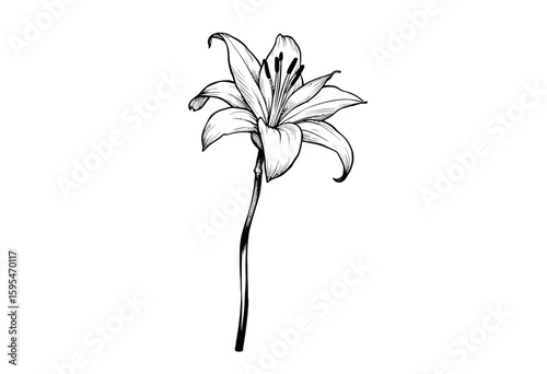 Black and white illustration of a lily flower on a stem  