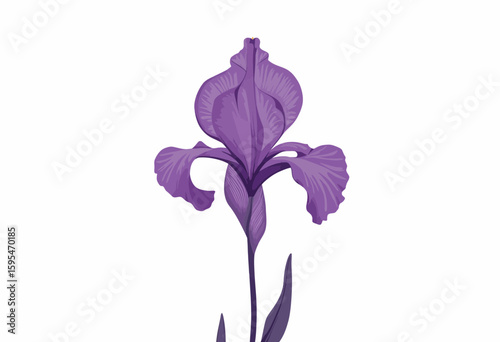 Purple iris flower illustration on white background  