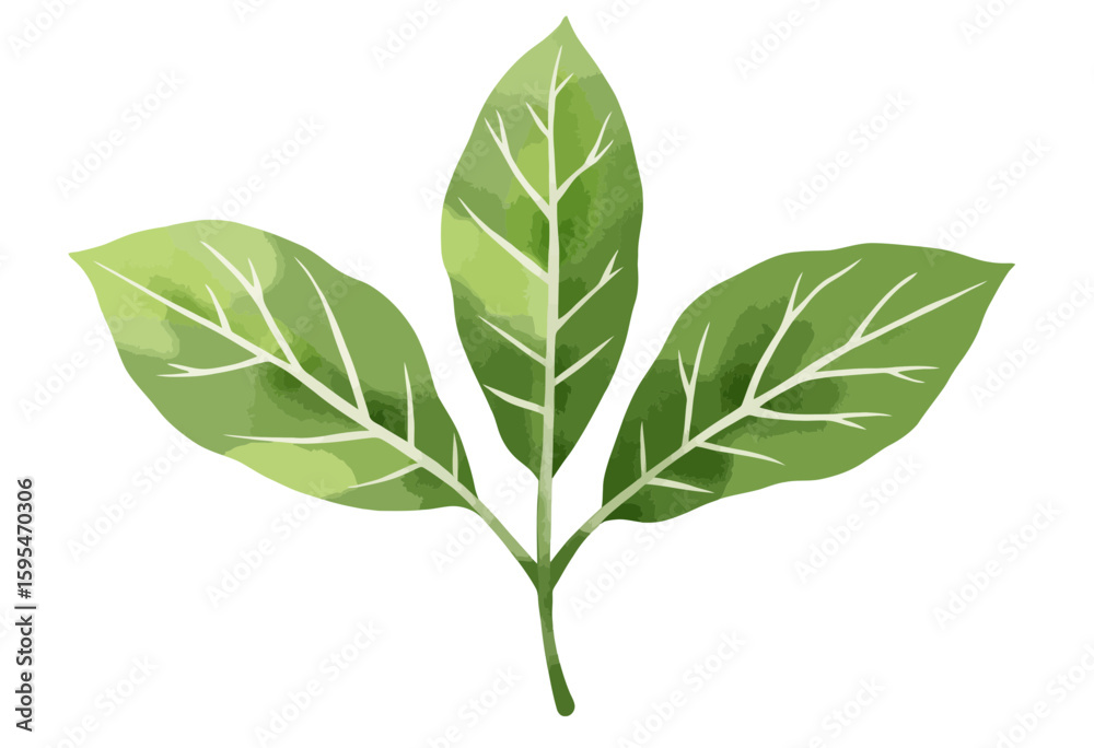 Obraz premium Green leaves illustration with detailed veins on white background 