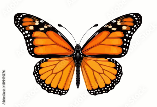 Monarch butterfly with orange wings and black accents on white background  