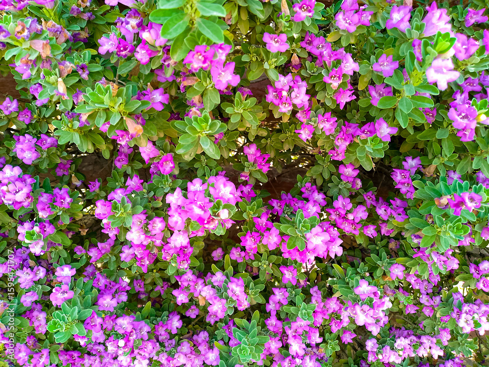 Fototapeta premium Cluster of Vibrant Pink Blossoms Surrounded by Green Leaves in Natural Setting