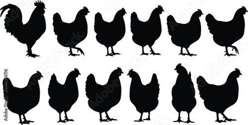 Chicken and rooster silhouettes, black vector illustration, farm poultry animals, livestock bird graphic, rural animal design, Adobe Stock image