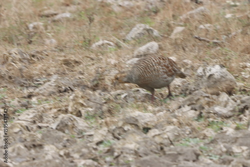 The Grey Francolin is a ground-dwelling bird known for its barred plumage and loud calls. Found in scrublands and open fields, it blends into its habitat with perfect camouflage and alert posture.