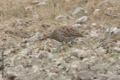 The Grey Francolin is a ground-dwelling bird known for its barred plumage and loud calls. Found in scrublands and open fields, it blends into its habitat with perfect camouflage and alert posture.