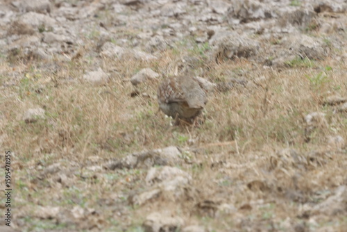 The Grey Francolin is a ground-dwelling bird known for its barred plumage and loud calls. Found in scrublands and open fields, it blends into its habitat with perfect camouflage and alert posture.