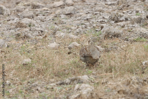 The Grey Francolin is a ground-dwelling bird known for its barred plumage and loud calls. Found in scrublands and open fields, it blends into its habitat with perfect camouflage and alert posture.