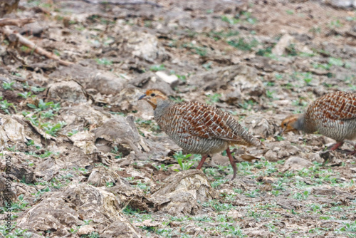 The Grey Francolin is a ground-dwelling bird known for its barred plumage and loud calls. Found in scrublands and open fields, it blends into its habitat with perfect camouflage and alert posture.