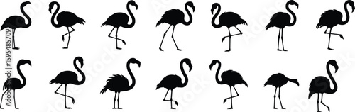 Set of flamingo silhouettes in multiple elegant poses, tropical bird vector illustration, wildlife, nature, graceful design for stock image