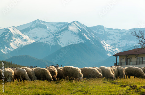 View of sheep grazing in forested parkland, with the snowcapped Pirin Mountains in the background, near the touristy town of Bansko in southeastern Bulgaria