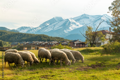 View of sheep grazing in forested parkland, with the snow-capped Pirin Mountains in the background, near the touristy town of Bansko in southeastern Bulgaria 