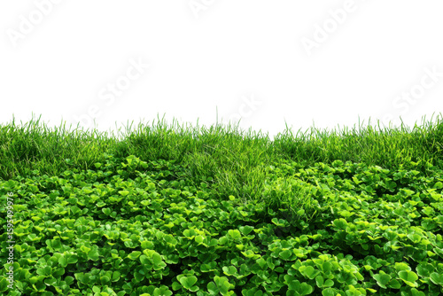 Lush green grass and clover patch nature scene outdoor view. Isolated on transparent background, png.