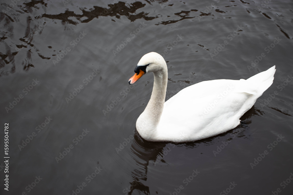 Fototapeta premium White swan with orange beak floating in the water. The swan is swimming in the canal of Amsterdam.