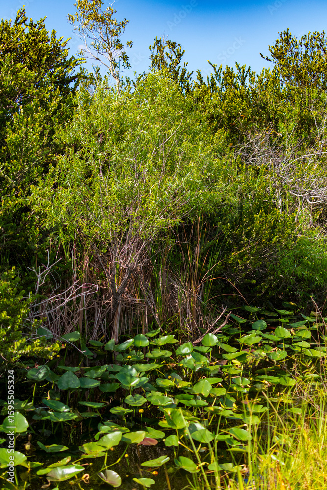 Obraz premium Tierwelt der Everglades