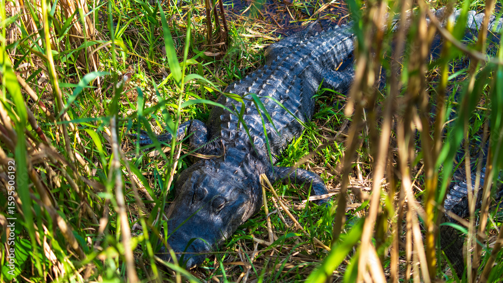 Obraz premium Tierwelt der Everglades