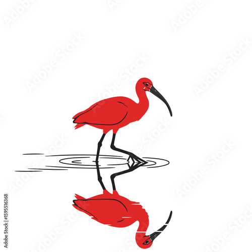 An authentic photograph of a scarlet ibis in its natural habitat in Pará, Brazil