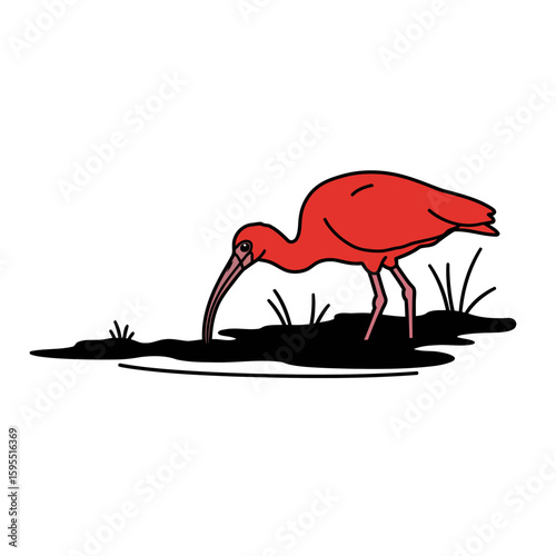 An authentic photograph of a scarlet ibis in its natural habitat in Pará, Brazil