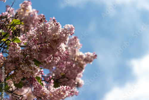 Photography Lilac and the blue peaceful sky