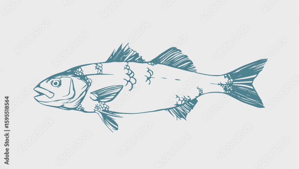 Fototapeta premium European Sea Bass (Dicentrarchus labrax) Hand Drawn Fish Illustration Simple / Wolfsbarsch Sketch