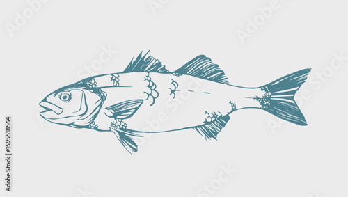 European Sea Bass (Dicentrarchus labrax) Hand Drawn Fish Illustration Simple / Wolfsbarsch Sketch 