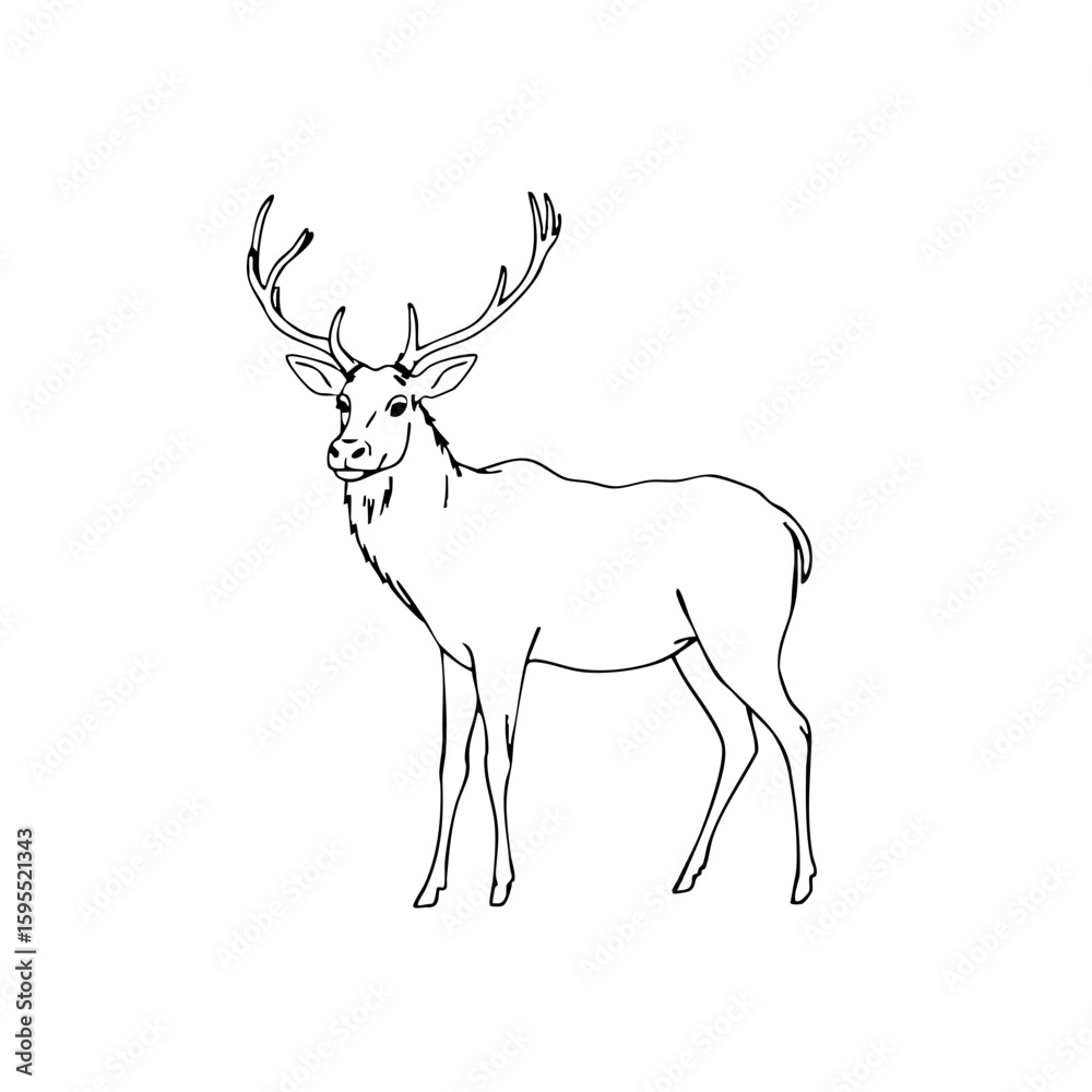 Fototapeta premium Simple line sketch of an elk with antlers standing gracefully 