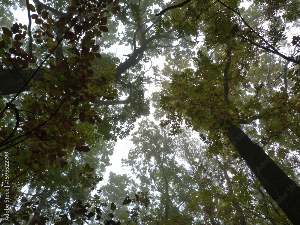 Fototapeta premium tall trees photographed from below