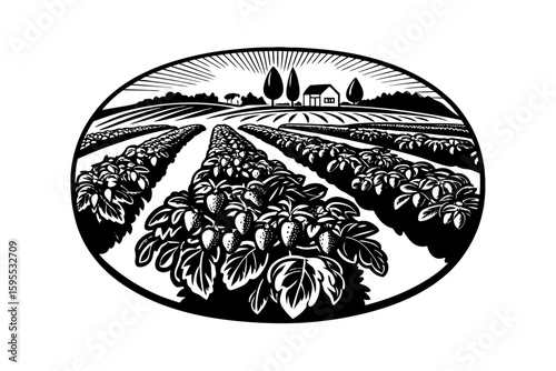 Strawberry Field Plan Illustration with Rows of Plants