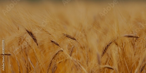 Close-up of golden barley stalks in a field, ready for harvest in summer.