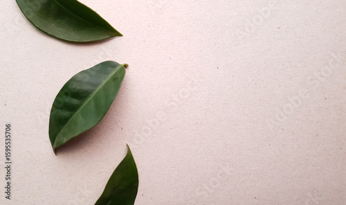 ora -pro-nobis panc leaves and background with space for text