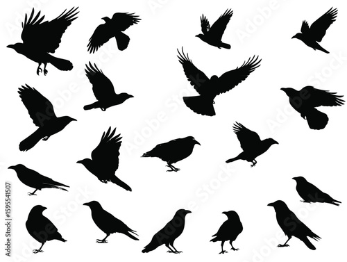 Raven vector silhouette set on a white background, with rows of flying and sitting ravens in different poses