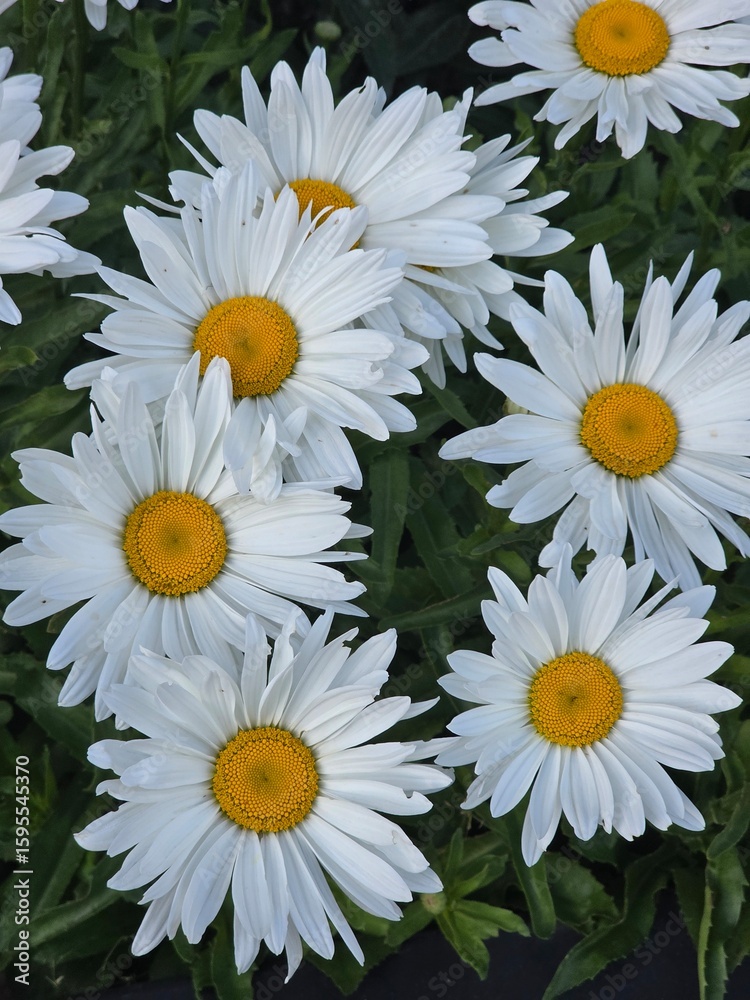 Fototapeta premium white daisies on a green background