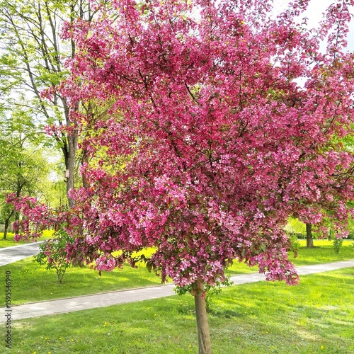 Niedzwetzky apple tree in spring blooming season. Beautiful natural flower background.