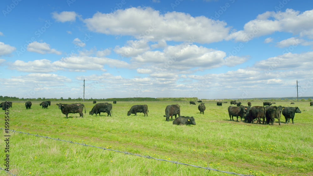 Obraz premium A Beautiful Pastoral Landscape Featuring Grazing Cattle Beneath A Bright Blue Sky