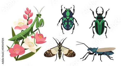 Illustration of a praying mantis with flowers and various species of beetles