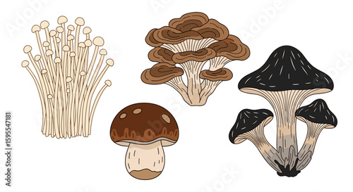 Illustration of enoki, maitake, porcini, and black trumpet mushrooms arranged artfully