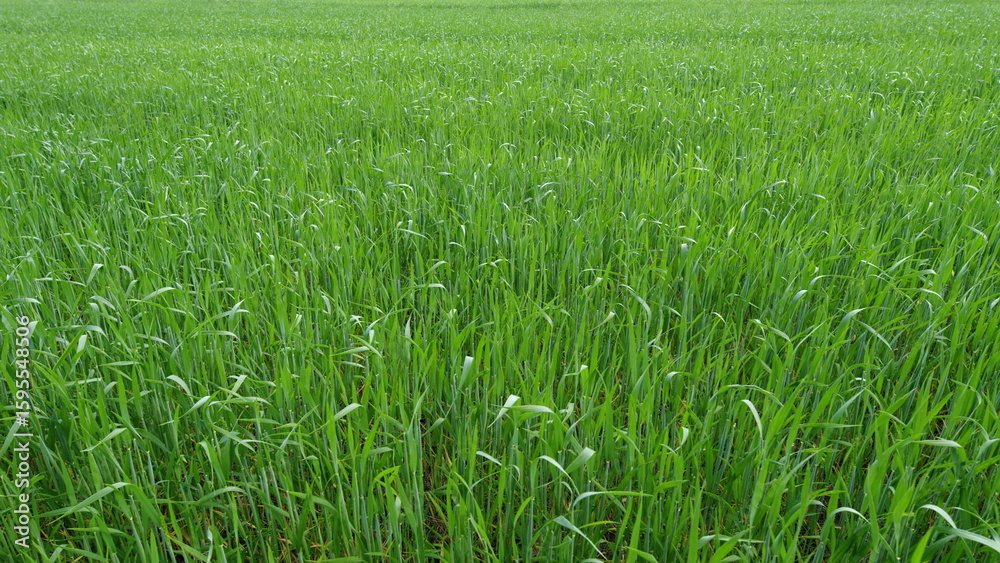 Obraz premium A Beautiful Lush Green Grass Field Bathed in Natural Light, Perfect for Relaxation