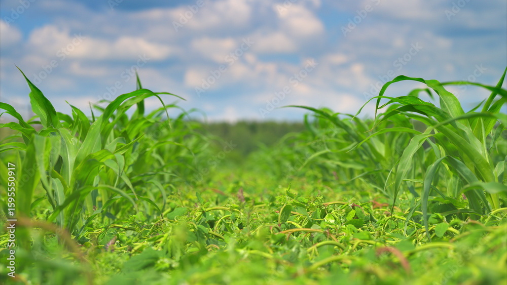 Obraz premium A Vast and Lush Green Cornfield Positioned Beneath a Bright Blue Sky Filled with Sunshine