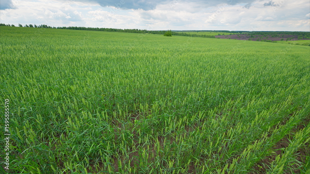 Fototapeta premium A Beautiful Lush Green Agricultural Field Set Under a Dramatic and Cloudy Sky Above