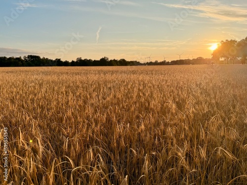 golden wheat field, evening sun, beautiful wheat field background