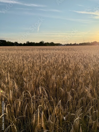 golden wheat field, evening sun, beautiful wheat field background